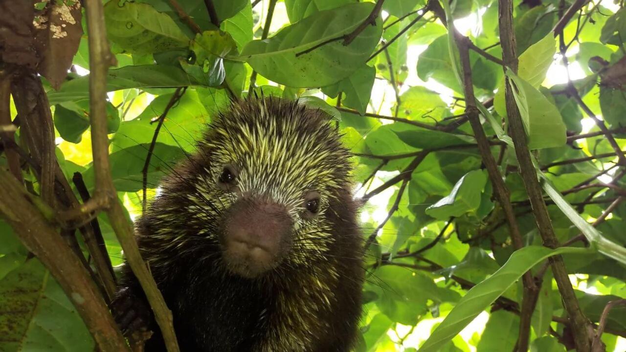 Hotel Casa Thirema Tortuguero Zewnętrze zdjęcie